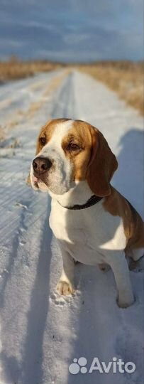 Бигль вязка