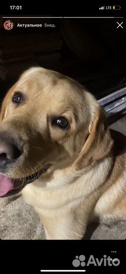 Лабрадор вязка