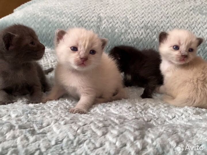 Котята в добрые руки