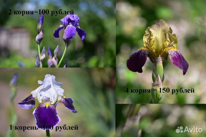 Садовые цветы - многолетники