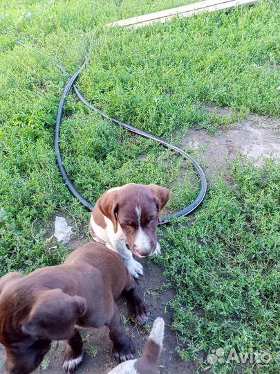 Щенки курцхаара