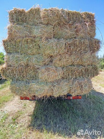 Сено разнотравье