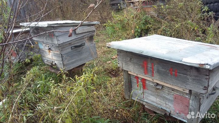 Продам пчелосемьи с ульями