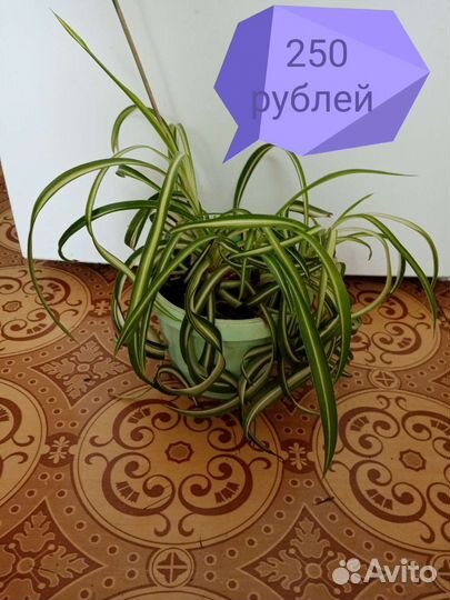 Хлорофитум