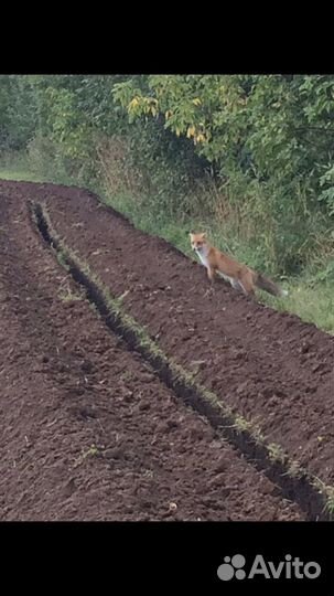 Услуги траншеекопателя