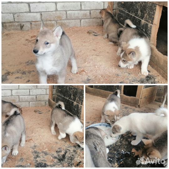Лайки щенков продам