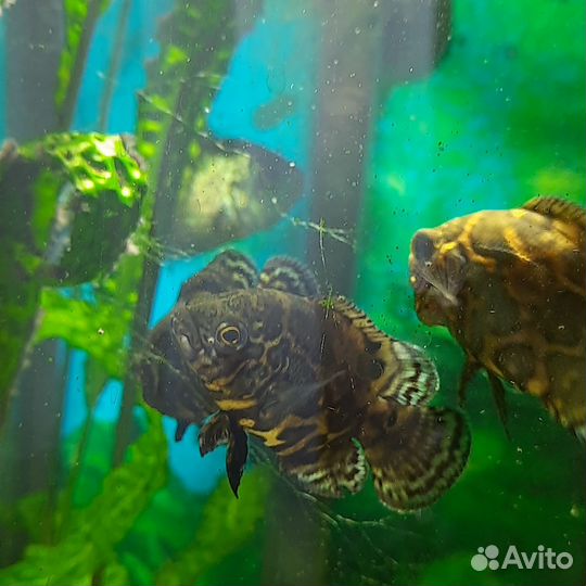 Астронотус (мальки)