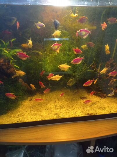 Аквариумные рыбки