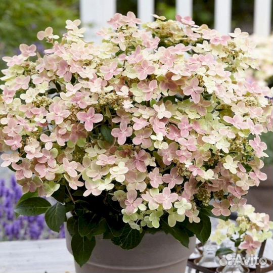 Гортензия Полистар