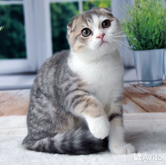 Шотландский вислоухий котенок