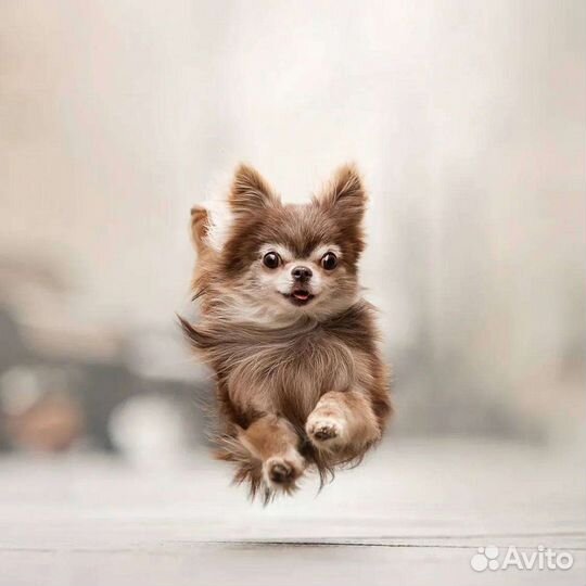 Открыт для вязок кобель чихуахуа