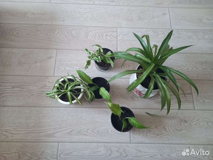 Цветы комнатные