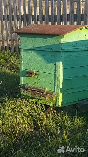 Пчелы 2 улья