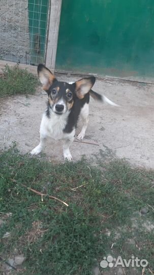 Молодой мальчик