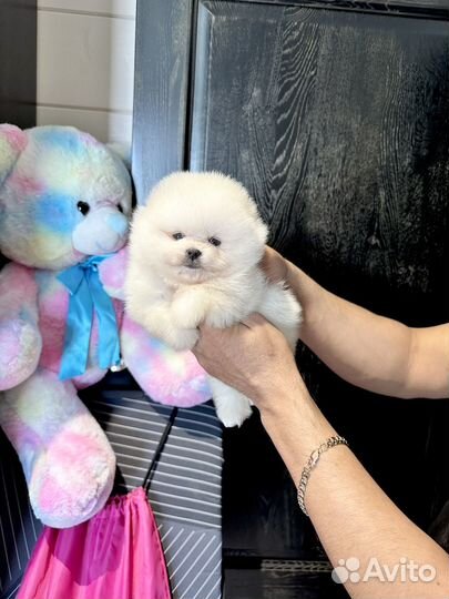 7 мальчиков и 1 девочка шпиц мини микро