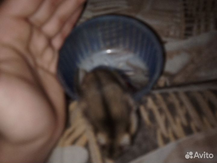 Хомяки джунгарские