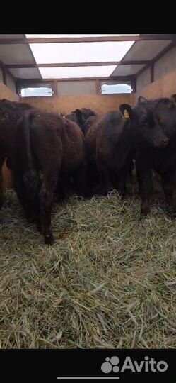 Бычки Абердины