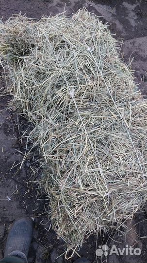 Сено суданка