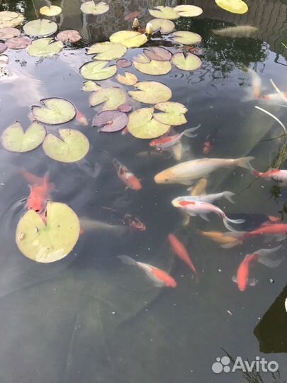 Комета для пруда