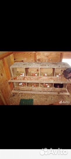 Брудеры,совсем удобствами