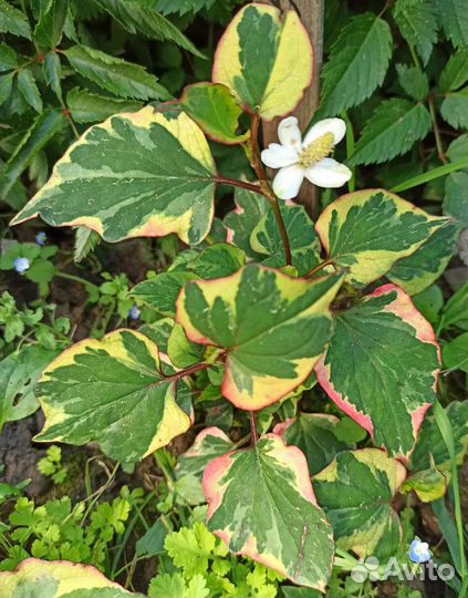 Хауттюйния