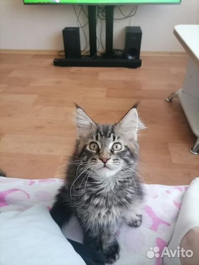 Котенок мейн-кун