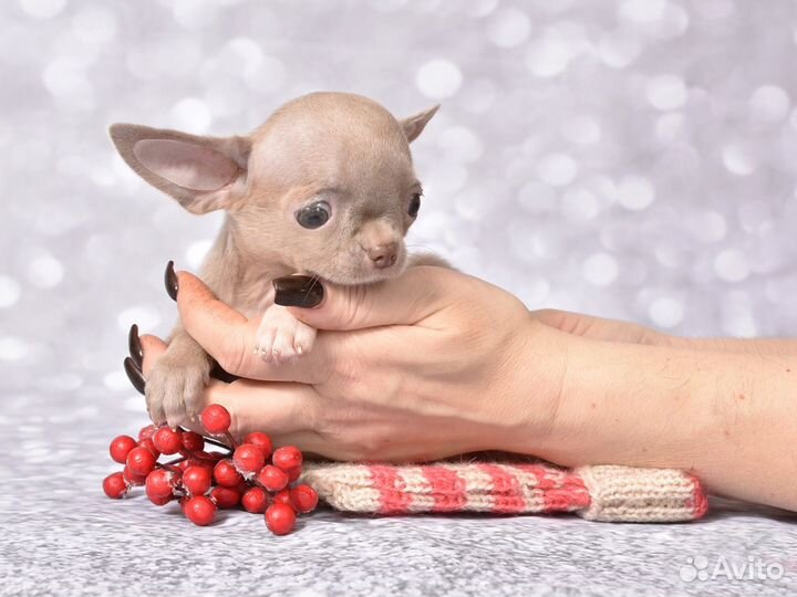 Щенки чихуахуа