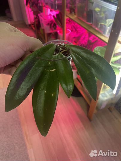 Хойи укорененные и на срез