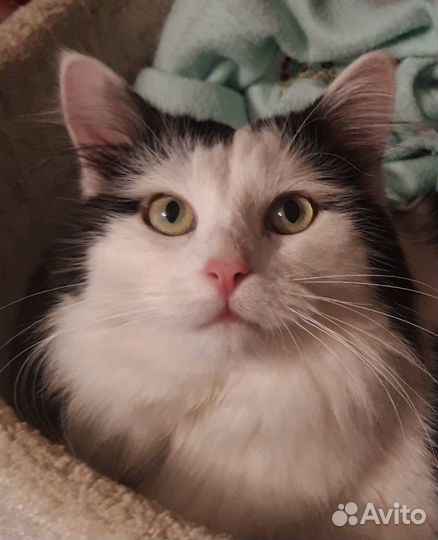 Кот Леопольд (Лео) в добрые руки