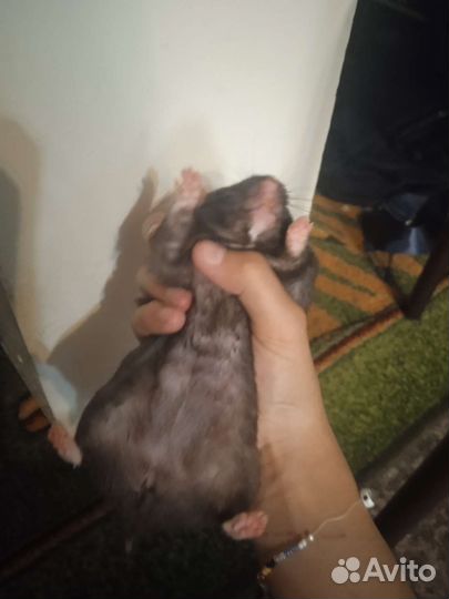 Сирийский хомяк девочка