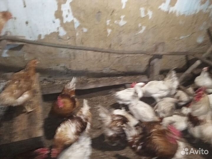 Петухи домашние