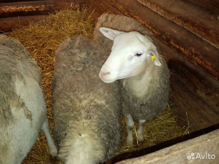 Бараны 75 дорпер