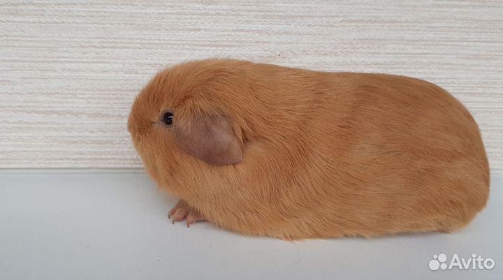 Морская свинка селф