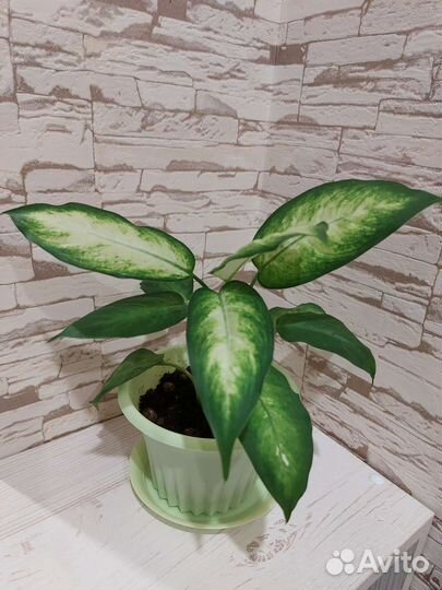 Диффенбахия