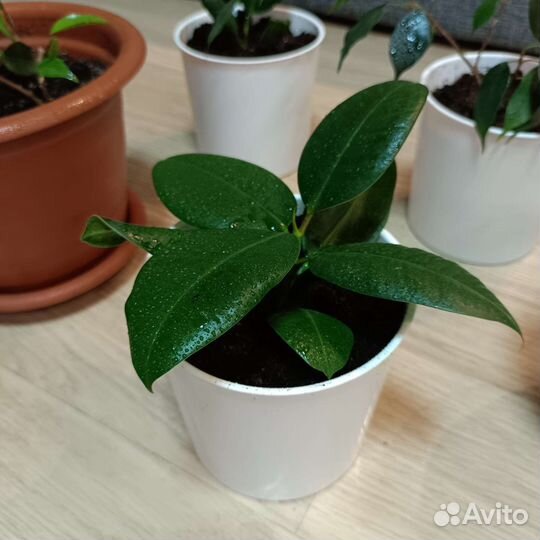 Комнатные растения цветы