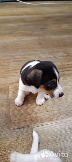 Джек Рассел терьер