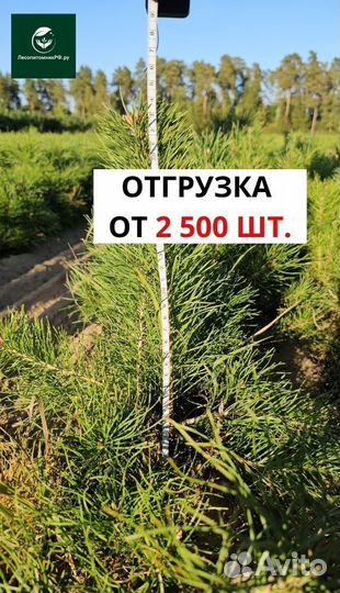 Саженцы сосны окс от производителя