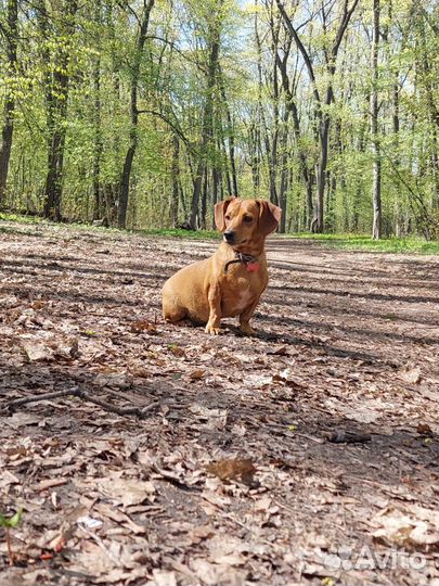 Щенки таксы