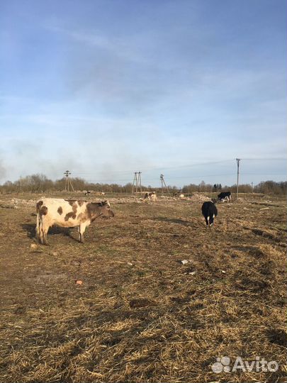 Коровы, первотёлки.80 голов