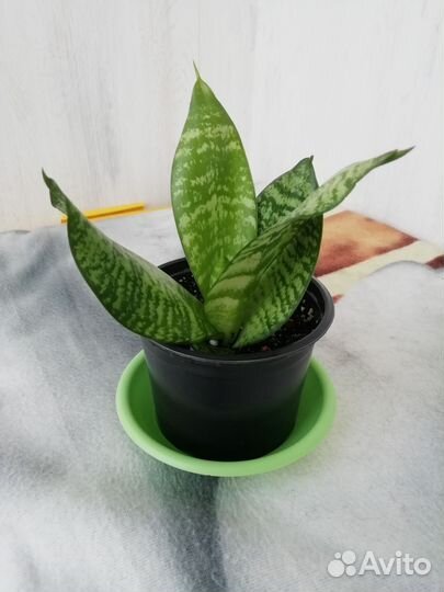 Сансевиерия ханни