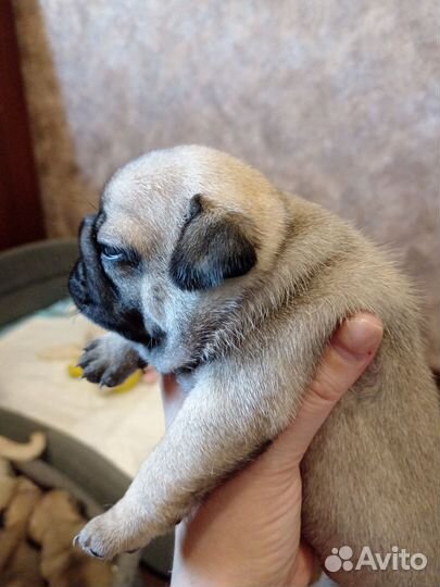 Щенки мопса