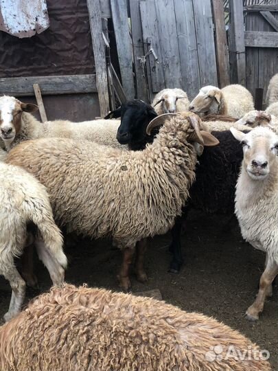 Овцы бараны