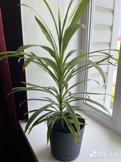 Пальма драцена