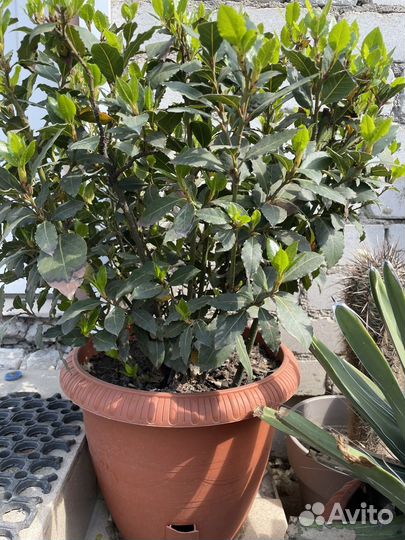 Лавр благородный