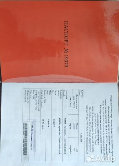 Продаются лошади