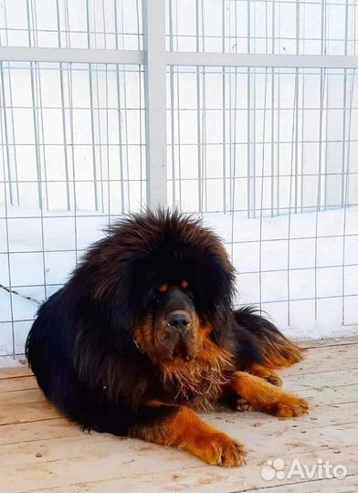 Тибетский мастиф вязка