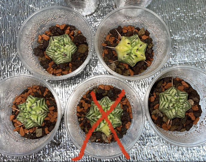 Euphorbia Meloformis Variegated