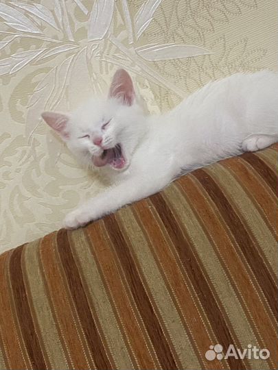 Кошка в дар