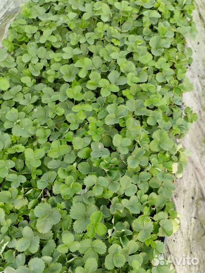 Рассада клубники,сорт 