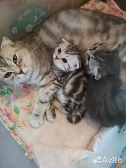Шотландские котята